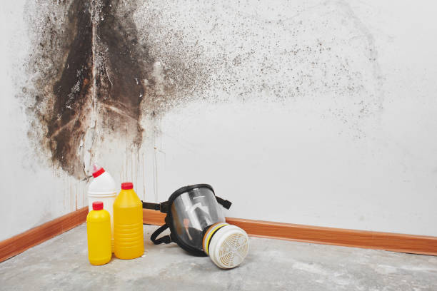 Why You Should Choose Our Mold Remediation Services in Smithton, IL